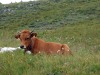 Vache-tarine-1