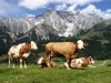 Vaches-45