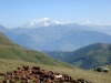 Vaches-654