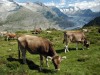 Vaches-77