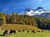 Vaches-78