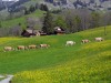 Vaches-79