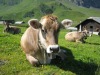 Vaches-82