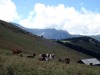 Vaches-au-Mont-dArbois