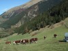 Vaches-en-Taillefer