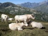 Vaches_Valloire-1