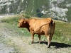 Vaches_Valloire-2