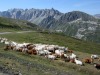 Vaches_Valloire-3