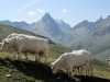 Vaches_Valloire-4