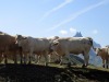 Vaches_Valloire-5