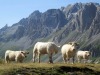 Vaches_Valloire-6