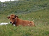 vache-tarine-1