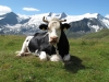 vaches-3