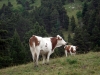 vaches-5
