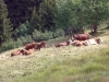 vaches-6