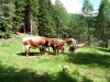 vaches-7