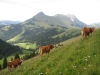 vaches-8
